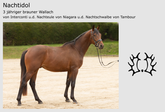 Nachtidol 3 jähriger brauner Wallach von Interconti u.d. Nachteule von Niagara u.d. Nachtschwalbe von Tambour