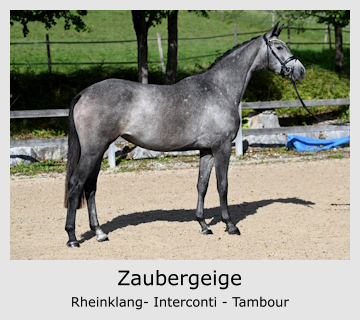 Zaubergeige Rheinklang- Interconti - Tambour