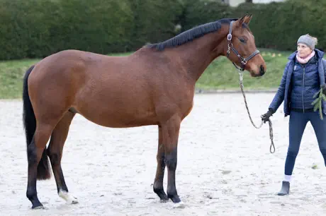 Nachtopal v. Interconti a.d. Nasowas v. Kasimir TSF